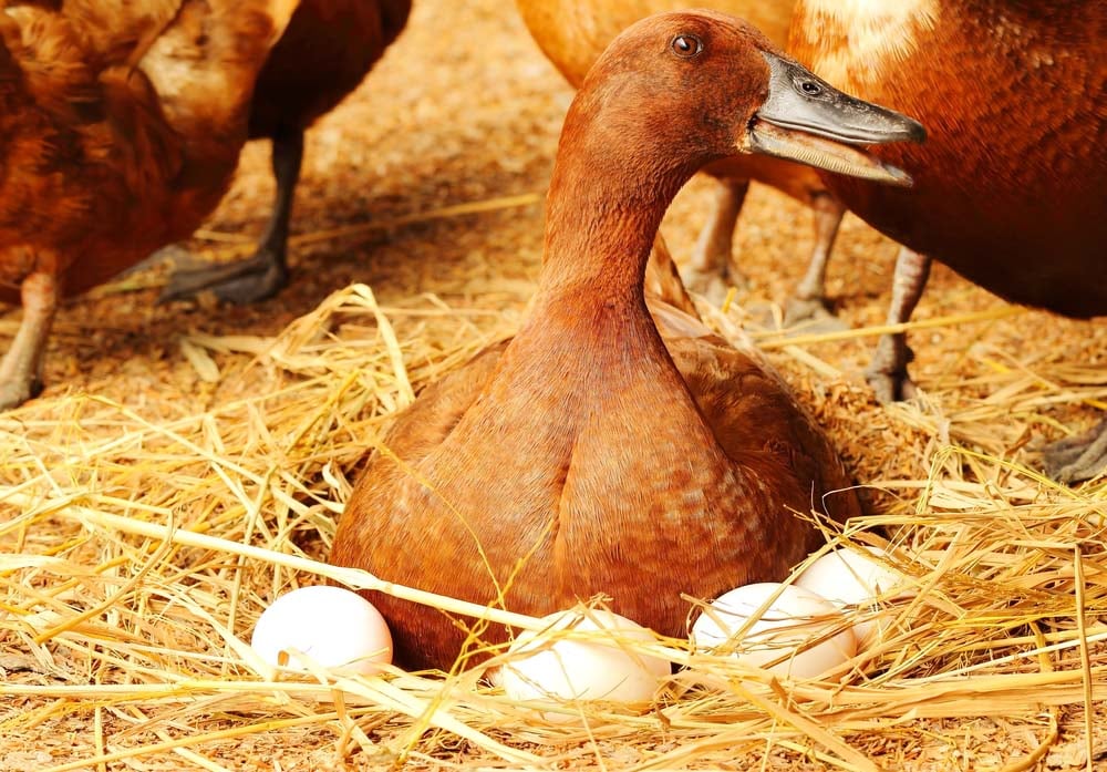 duck laying on her eggs