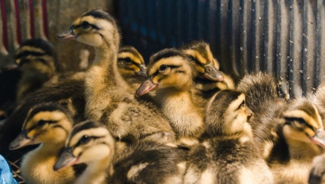 ducklings in a brooder