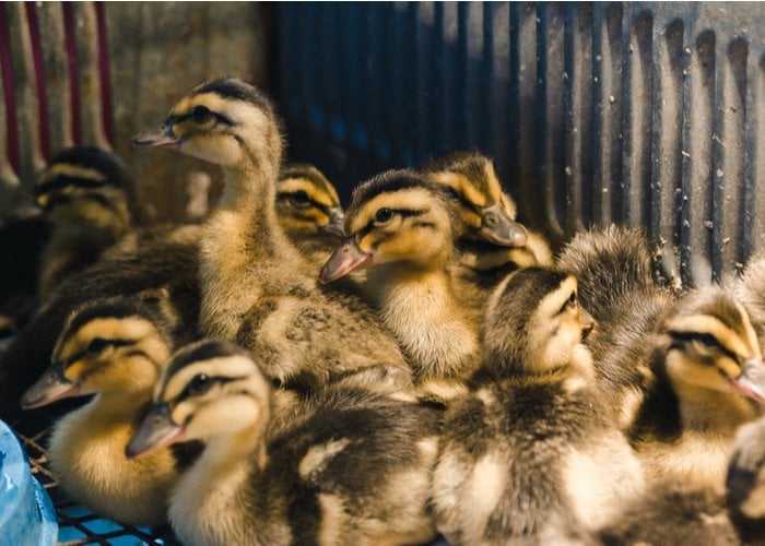 Raising Ducks