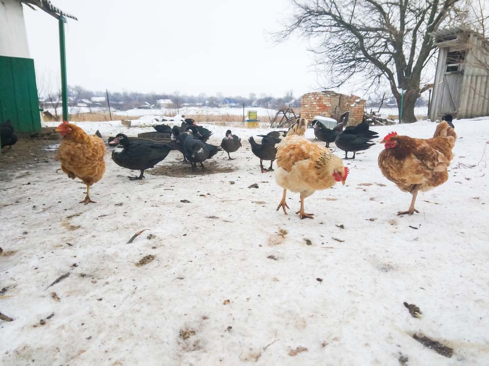 ducks and chickens in snow