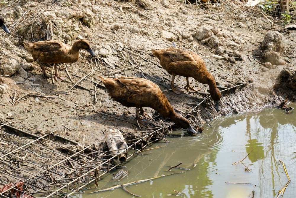 ducks feeding near water