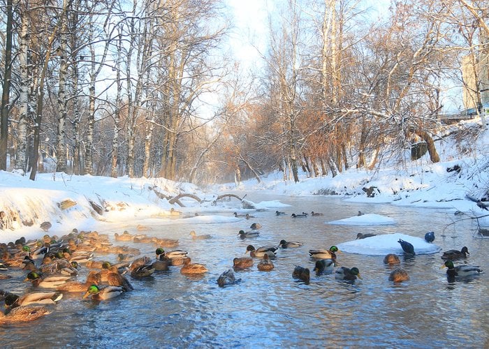 ducks in ice water