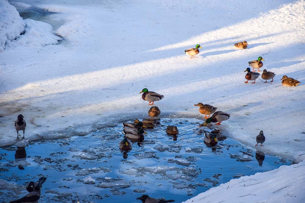 ducks swimming in ice hole