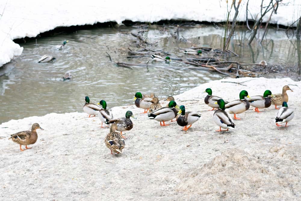 ducks winter pond