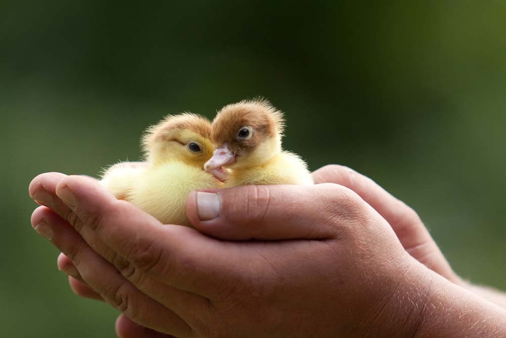 hand holding ducklings
