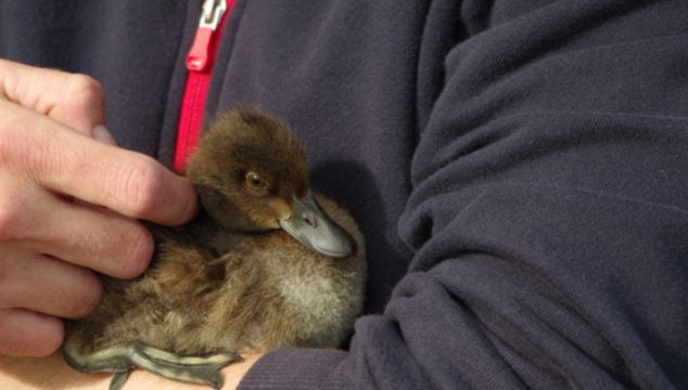 holding a duck