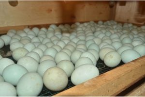 How to Incubate Eggs - Spring Chicken Checklist