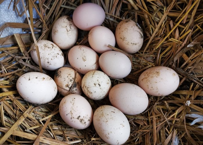 The Secrets of Duck Eggs - Backyard Poultry