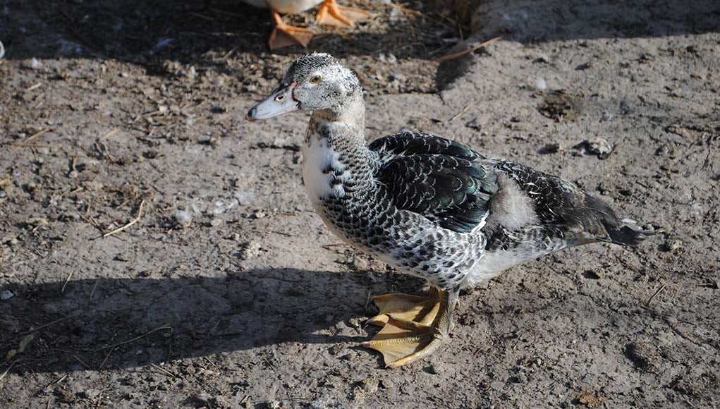 Ancona Duck Breed - Everything You Need To Know