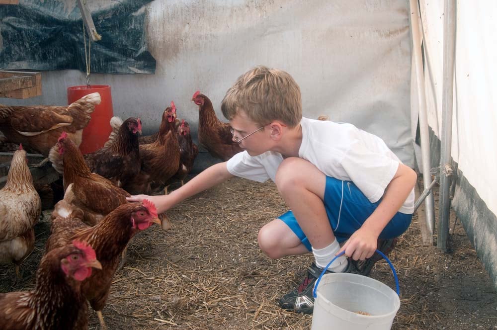 Boy collecting chicken eggs