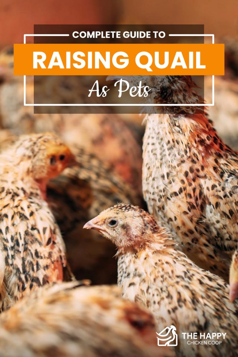 Raising Quail As Pets A Full Guide The Happy Chicken Coop