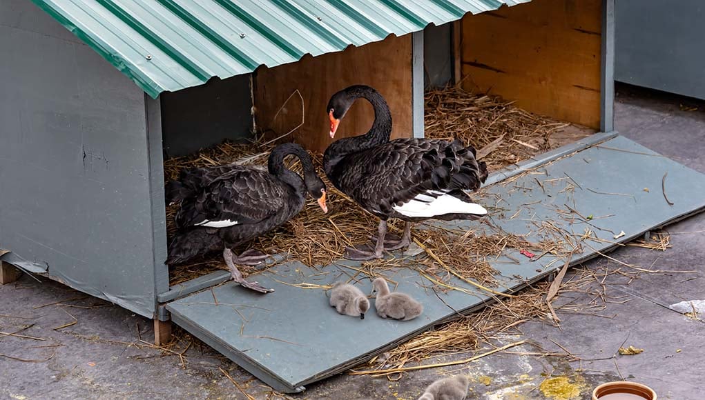 Duck Housing And Duck Coops - The Happy Chicken Coop