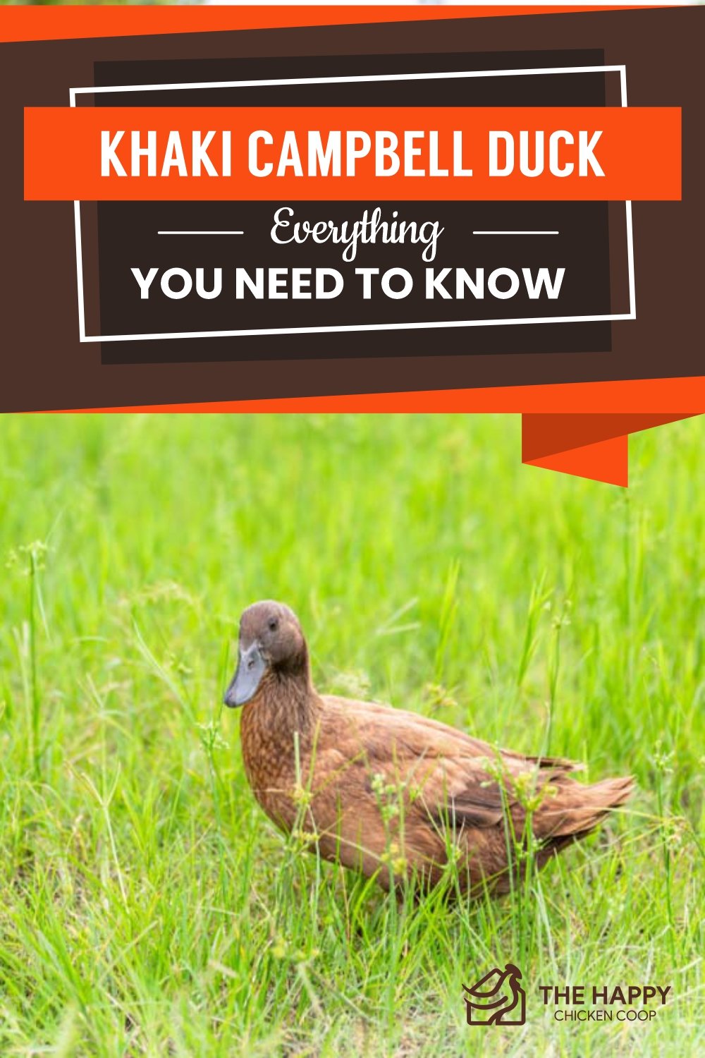 Khaki Campbell Duck- Everything You Need To Know