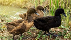 Khaki Campbell Duck Everything You Need To Know Khaki Campbell Duck Everything You Need To Know