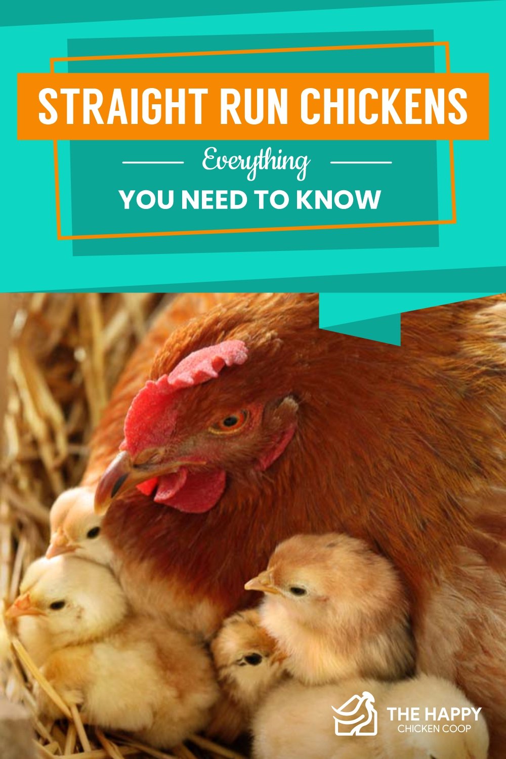 Straight Run Chickens, Everything You Need to Know