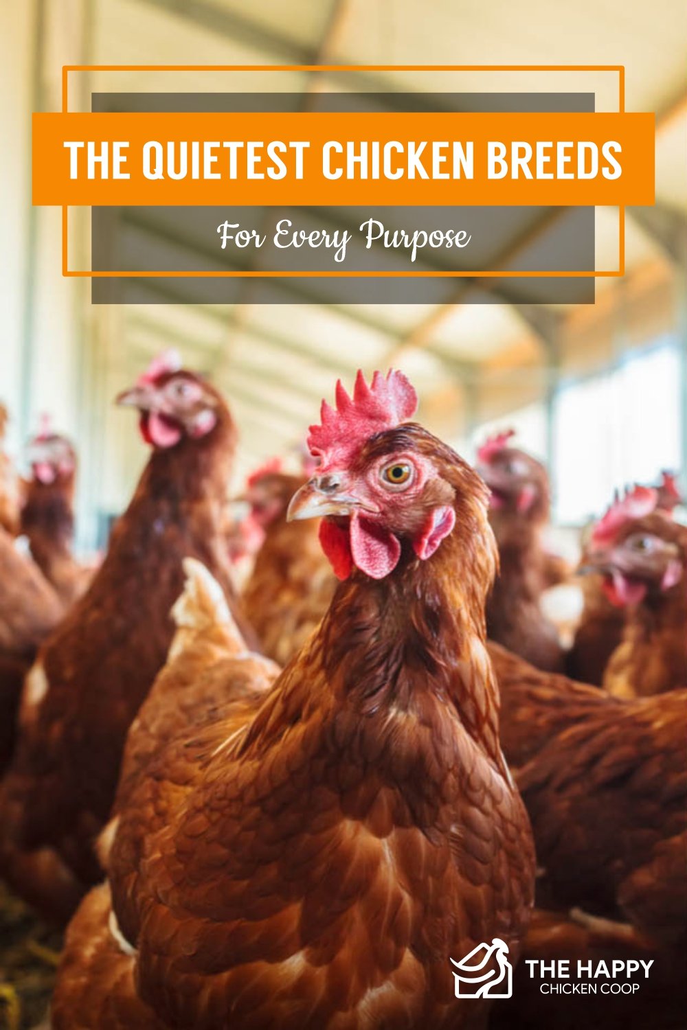The Quietest Chicken Breeds For Every Purpose