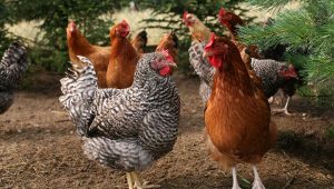 The Quietest Chicken Breeds For Every Purpose