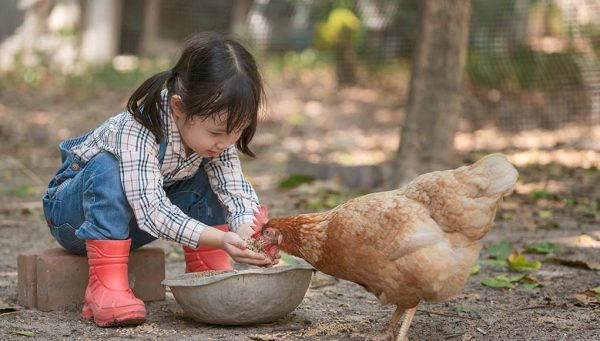 What Raising Chickens with Your Children Teaches Them