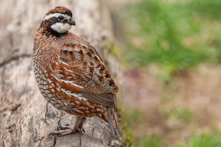 Raising Quail As Pets A Full Guide The Happy Chicken Coop