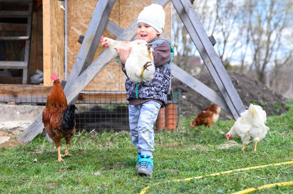 boy holding carrying chicken