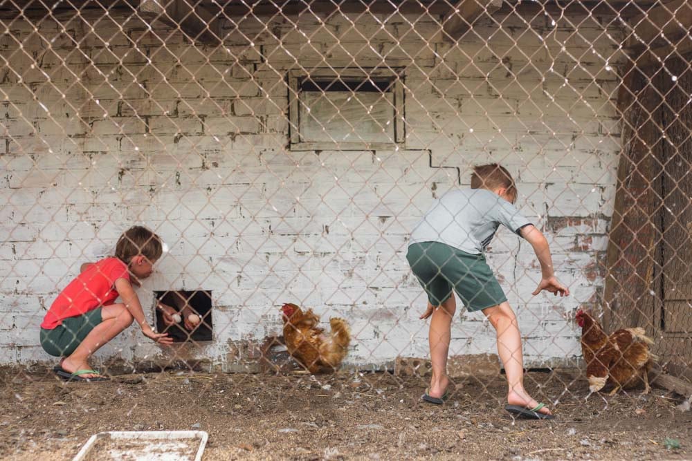 boys collect eggs and catch chickens