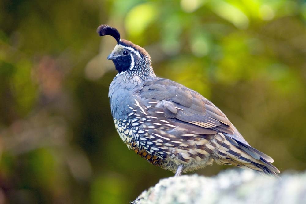 california valley quail