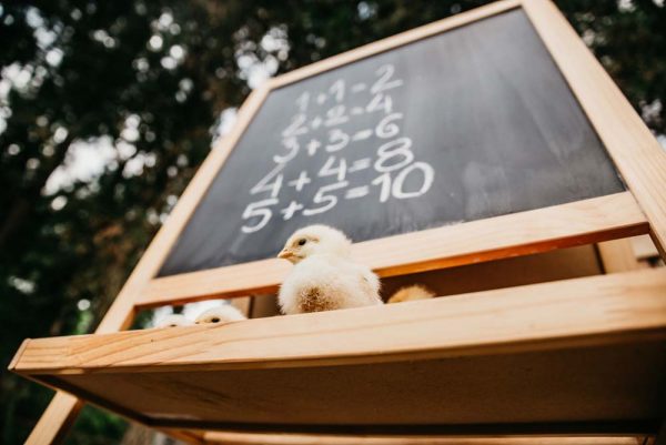 The Educational Value of Raising Chickens - The Happy Chicken Coop
