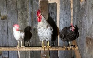 chickens roosting