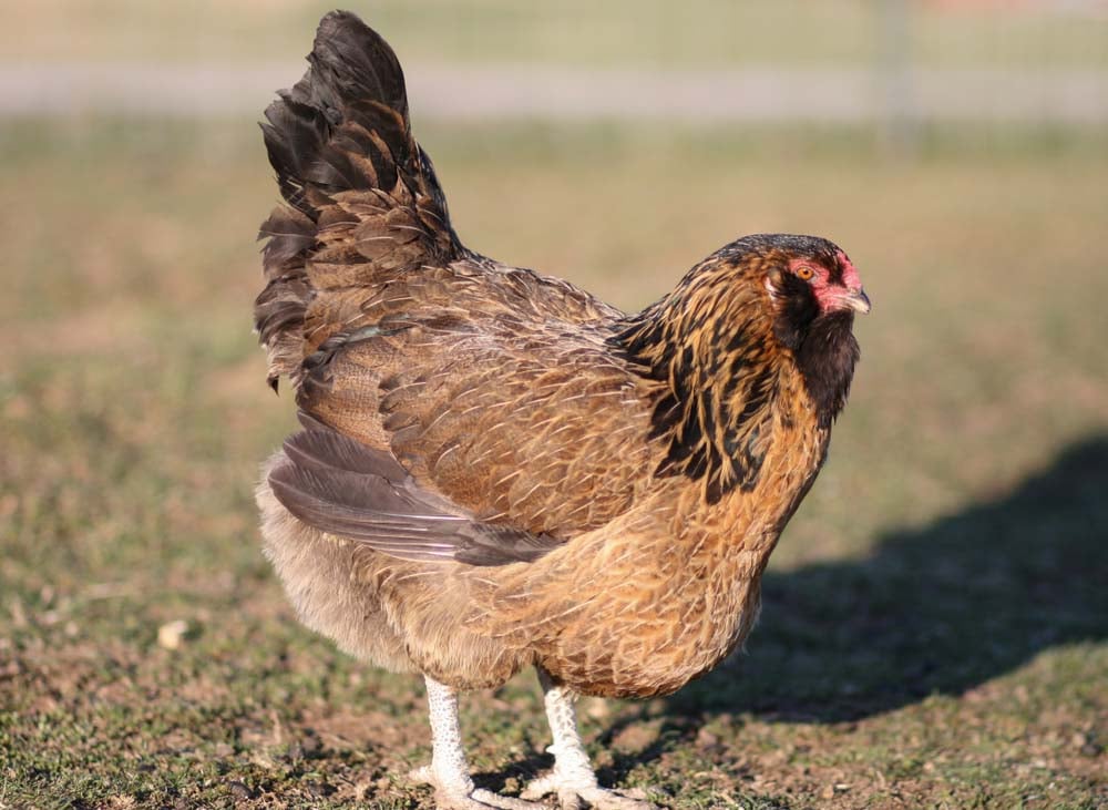 easter egger chicken breed