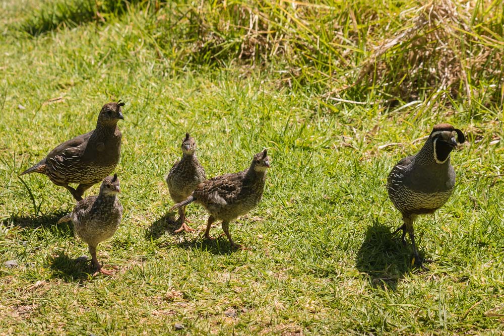 Raising Quail As Pets A Full Guide The Happy Chicken Coop