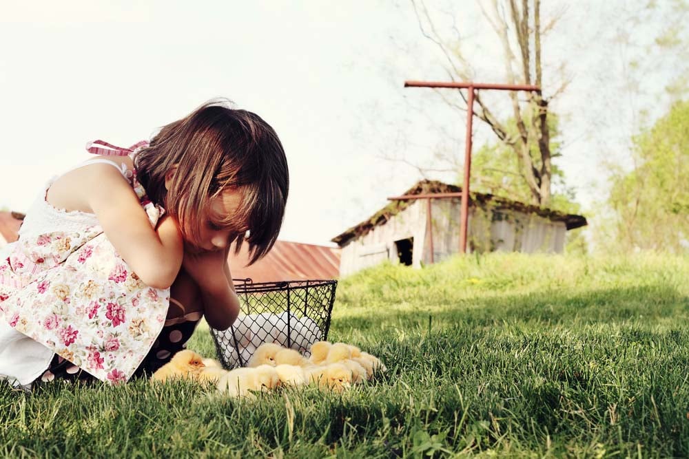 girl watching baby chicks