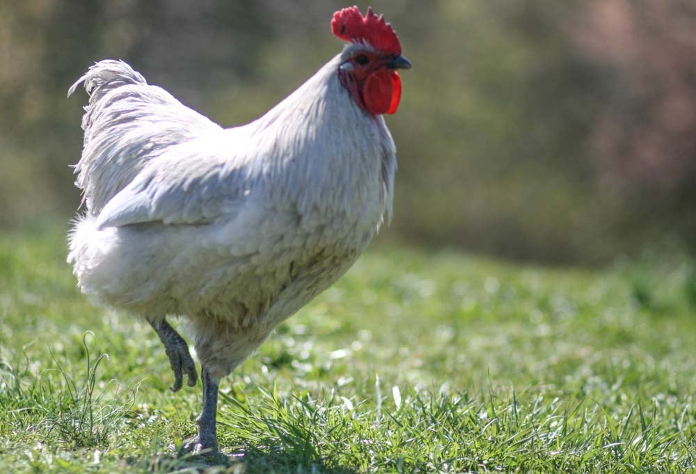 lavender orpington rooster
