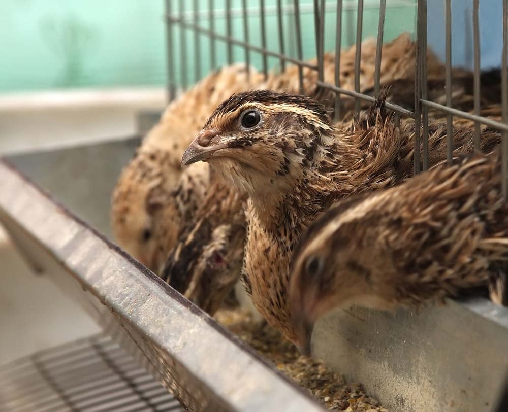 quail fed in cage