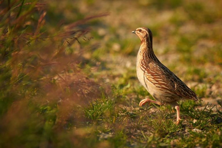Raising Quail as Pets A Full Guide The Happy Chicken Coop