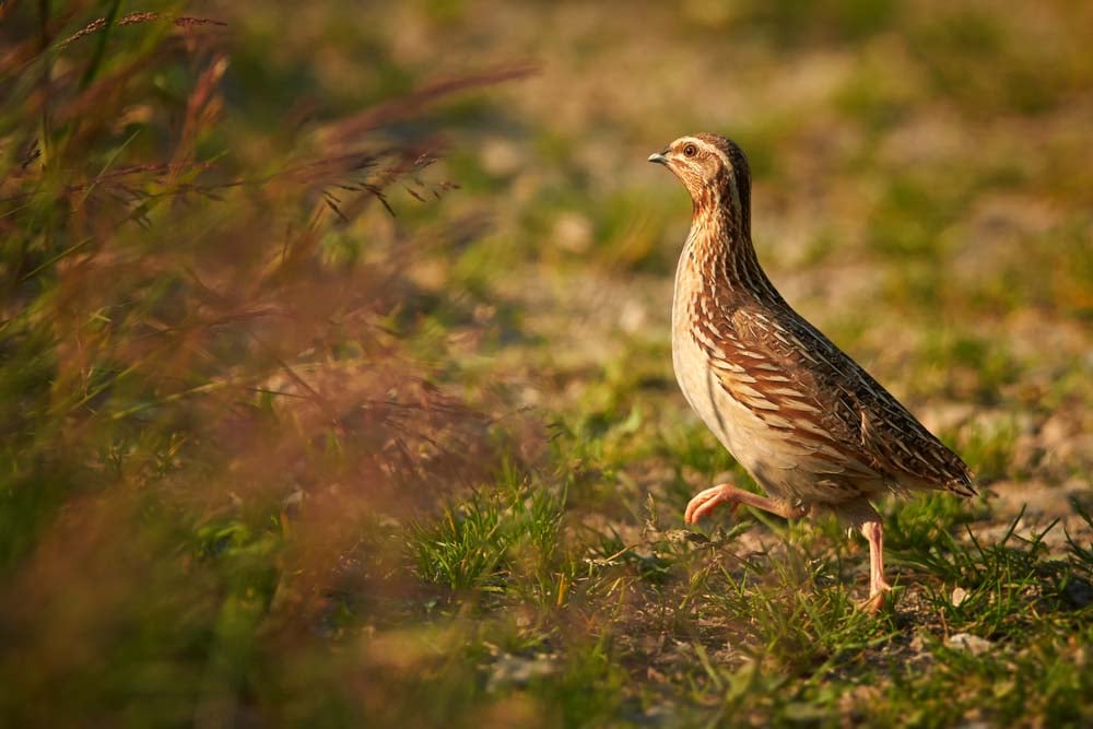 quail walking in brush