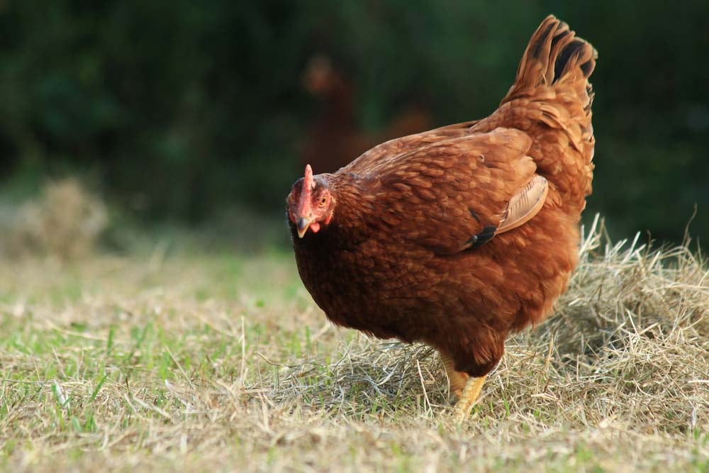 rhode island red chicken