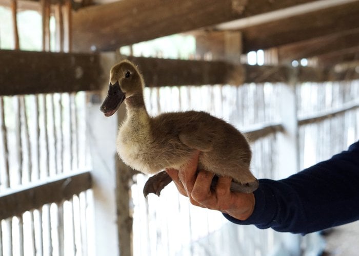 man holding khaki campbell duck