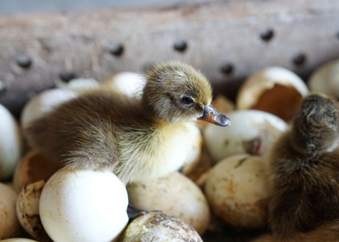 khaki campbell duck eggs