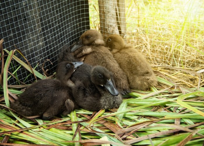 khaki campbell ducklings
