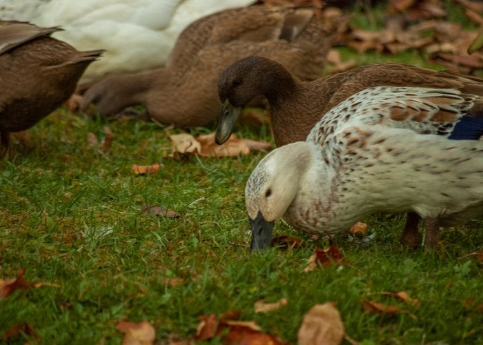 khaki campbell duck foraging