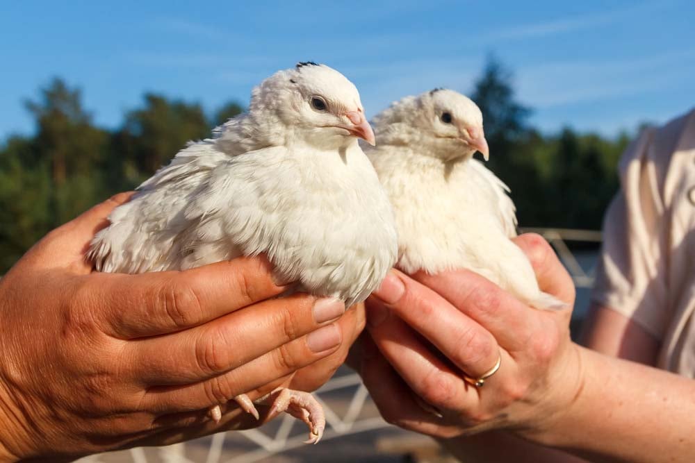trained quail in hands