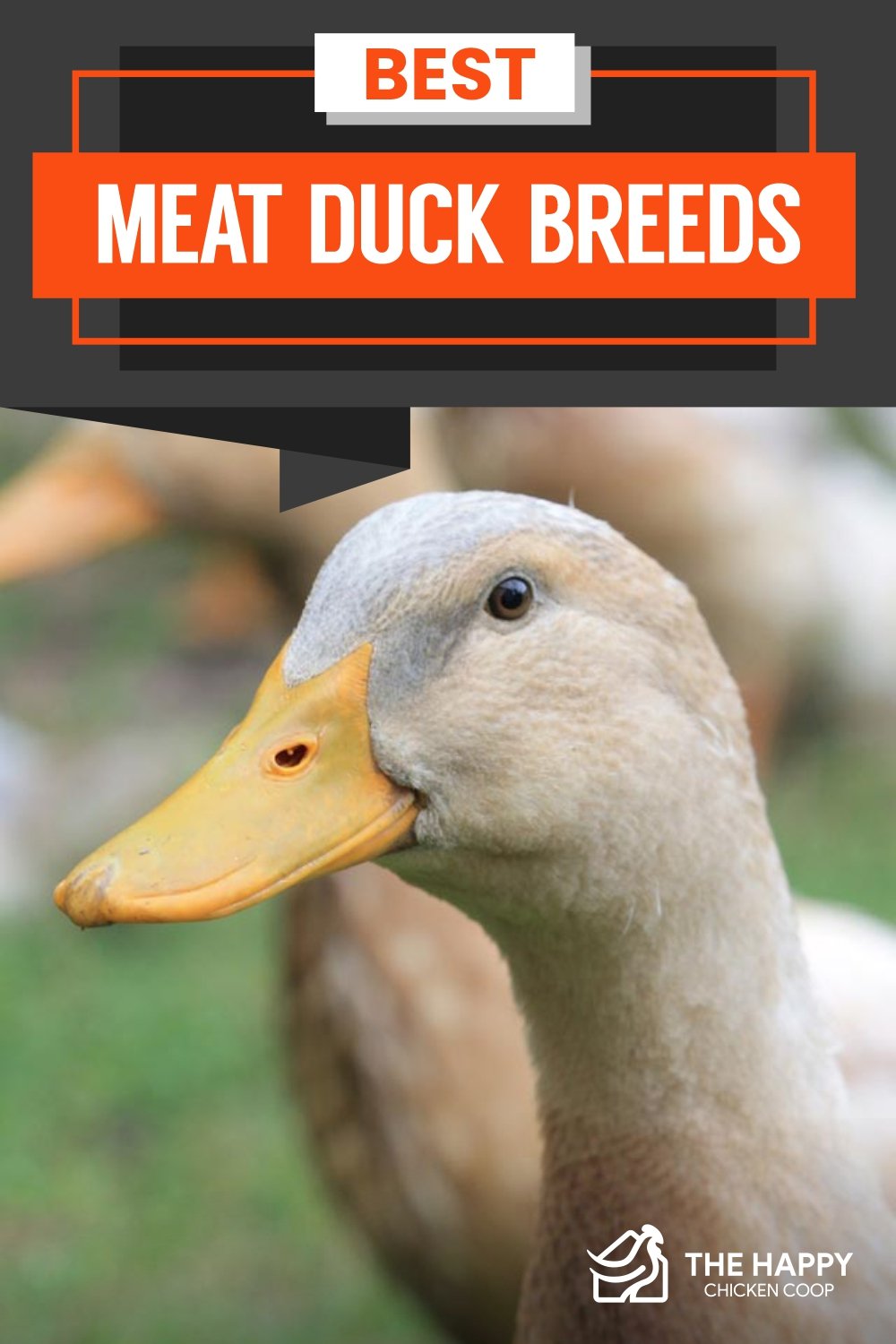 Best Meat Duck Breeds - The Happy Chicken Coop