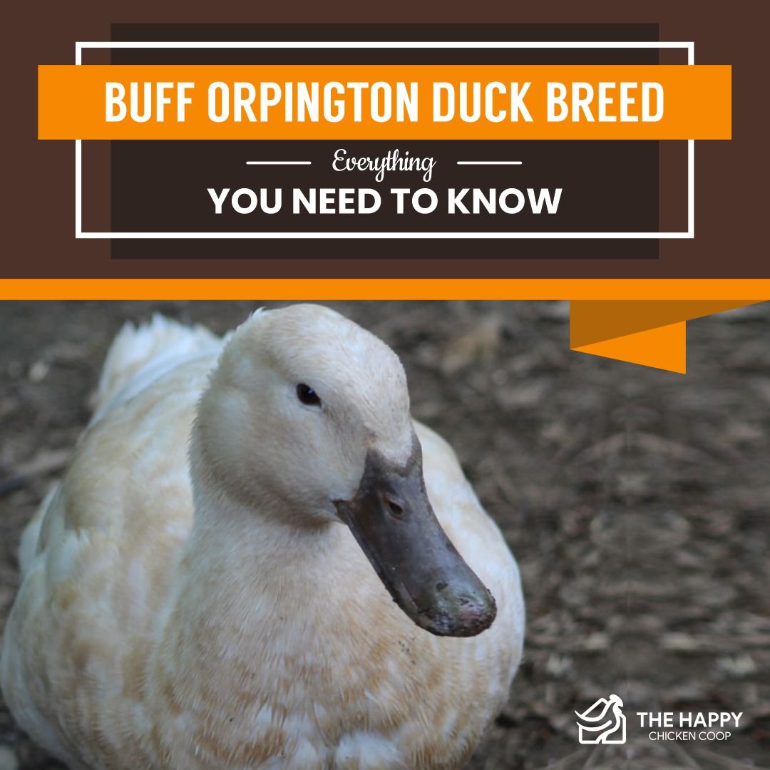 Buff Orpington Duck Breed