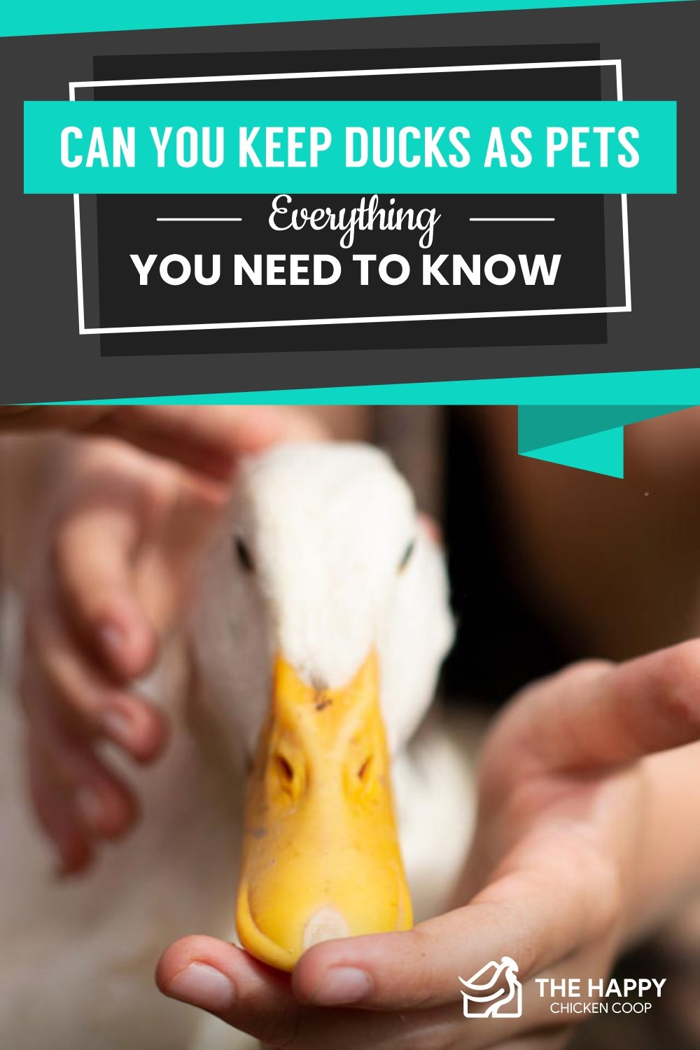  Ducks As Pets