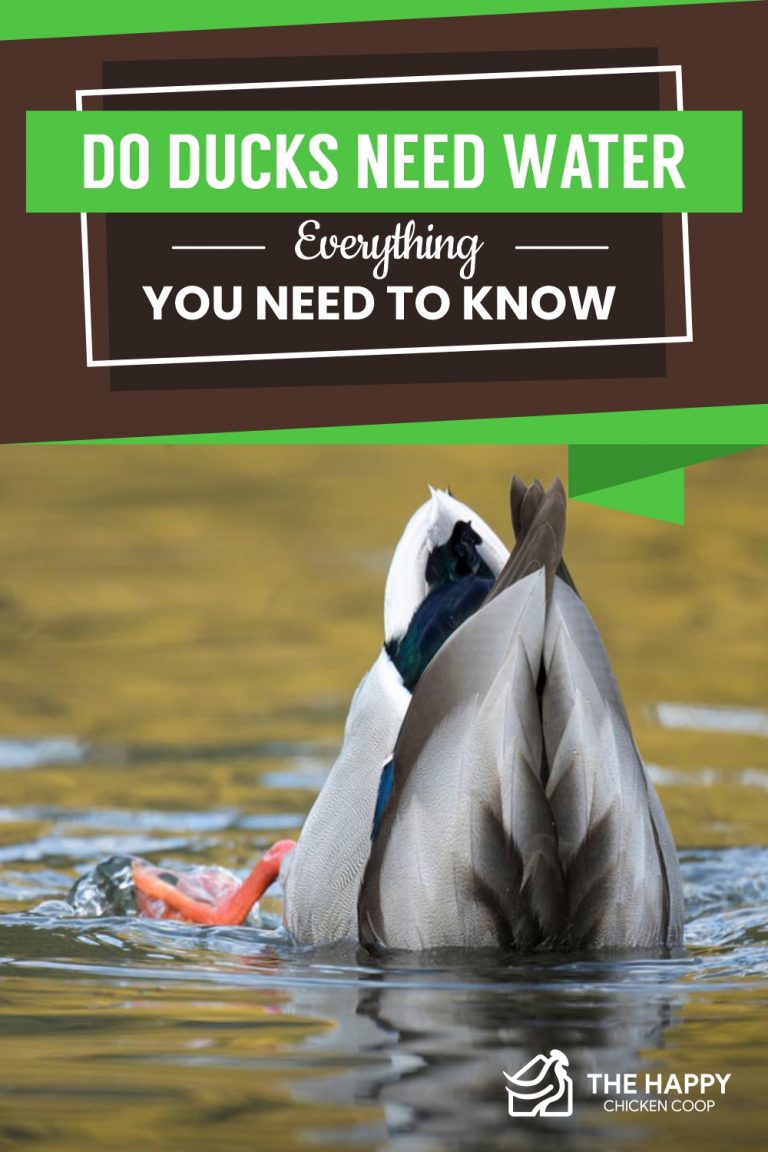 Ducks Need Water The Happy Chicken Coop