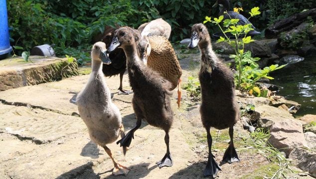 Indian Runner Duck Breed- Everything You Need To Know