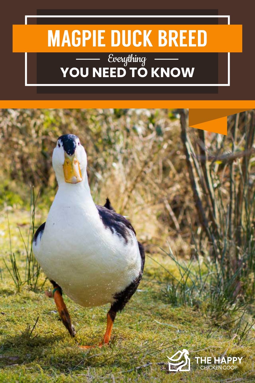 Magpie Duck Breed- Everything You Need To Know