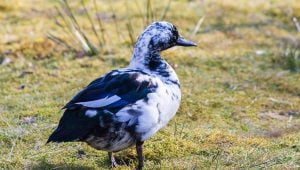 Magpie - best duck breeds for beginners