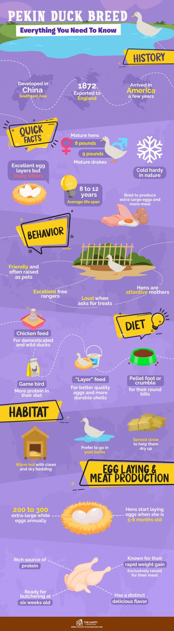 Pekin Duck Breed: Everything You Need To Know