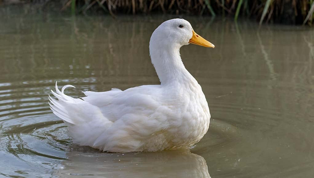 FASTEST DUCK ALIVE! Duck Life 1